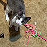 Opal is registered to the contest to win money with this photo: cat, gray_and_white, pet, indoor, carpet, toy, ribbons, playful, curious, animal, feline, whiskers, ears, floor, pink, green, white_paws, looking_up, domestic_cat, cute