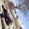 cat, kitten, car_interior, rear_window, street, tree, sunlight, curious, animal, pet, outdoor_view, vehicle, daytime, reflection, urban, black_and_white, feline, window, paw, stretching