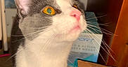 Opal joined the competition — help win amazing prizes! cat, gray_and_white, whiskers, amber_eyes, curious, indoor, cardboard_box, package, feline, pet, close_up, looking_up, fur, animal, domestic, home, curiosity, portrait, floor, ears