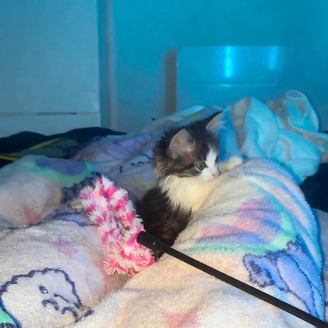 Kalina participe au concours pour gagner de l'argent avec cette photo : cat, kitten, animal, pet, fluffy, long_hair, black_and_white, blue_eyes, sitting, blanket, bed, bedroom, cozy, plush_toy, pink_toy, cat_toy, pastel_colors, indoor, portrait, handwritten_text