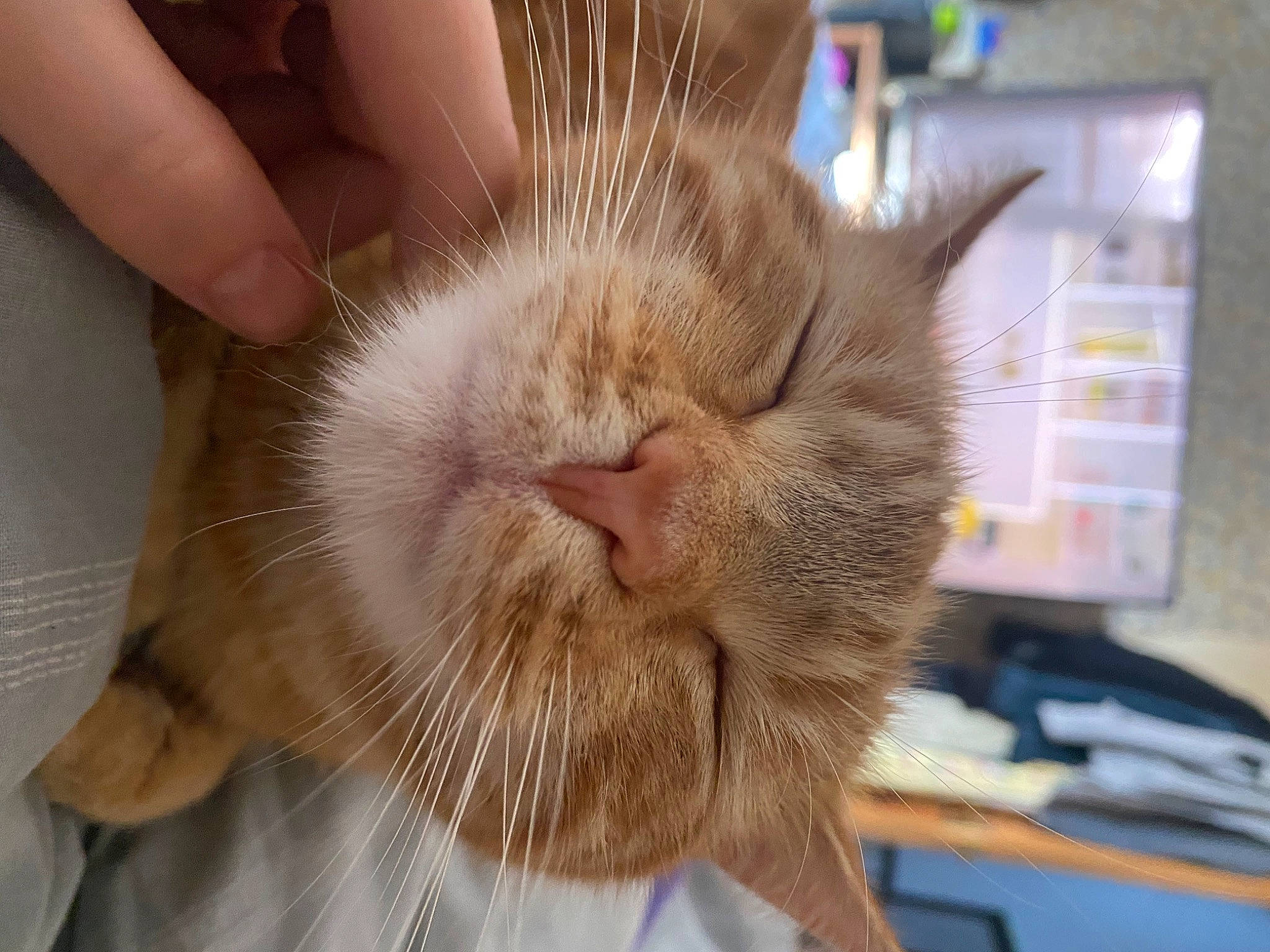 Gimli joined the competition — help win amazing prizes! carnivore, cat, comfort, devon_rex, domestic_short_haired_cat, fawn, felidae, fur, small_to_medium_sized_cats, snout, whiskers