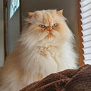 Snowball is registered to the contest to win money with this photo: animal, blinds, blue_eyes, brown_blanket, cat, close_up, domestic_cat, feline, fluffy, fur, house, indoor, light, long_hair, persian_cat, pet, portrait, sitting, whiskers, window