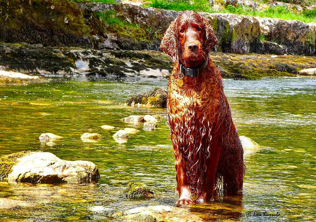 Alfie joined the competition — help win amazing prizes! algae, canidae, carnivore, dog, dog_breed, fawn, fluvial_landforms_of_streams, grass, gun_dog, lake, liver, natural_landscape, plant, sporting_group, stream, water, water_dog, watercourse, wildlife, working_animal