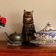 Romy participe au concours pour gagner de l'argent avec cette photo : antique, brown, cat, ceramic_tureen, curious, decor, domestic_cat, flower, green_eyes, indoor, ornate, pet, red_flower, sitting, still_life, tabby_cat, table, teapot, vintage, wooden_furniture