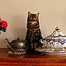 antique, brown, cat, ceramic_tureen, curious, decor, domestic_cat, flower, green_eyes, indoor, ornate, pet, red_flower, sitting, still_life, tabby_cat, table, teapot, vintage, wooden_furniture