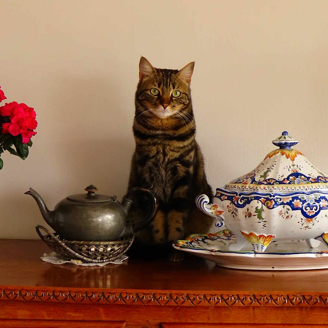Romy participe au concours pour gagner de l'argent avec cette photo : antique, brown, cat, ceramic_tureen, curious, decor, domestic_cat, flower, green_eyes, indoor, ornate, pet, red_flower, sitting, still_life, tabby_cat, table, teapot, vintage, wooden_furniture