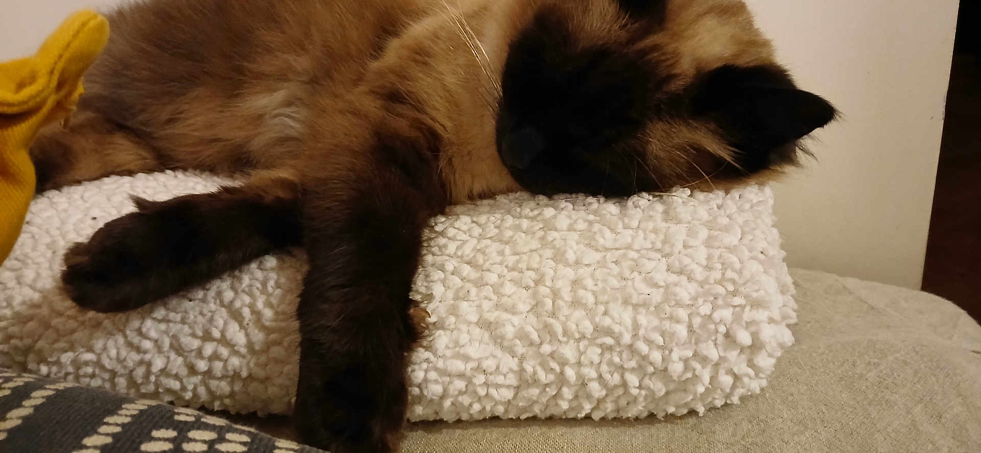Kiko participe au concours pour gagner de l'argent avec cette photo : cat, sleeping, fur, paw, blanket, texture, cozy, indoor, rest, animal, pet, soft, brown, black, white, fabric, comfort, relaxation, closeup, home