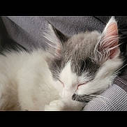 Kitty joined the competition — help win amazing prizes! animal, closeup, cozy, cute, domestic_cat, ears, feline, fur, gray, indoor, kitten, nap, paw, pet, relaxation, rest, sleeping, soft, whiskers, white