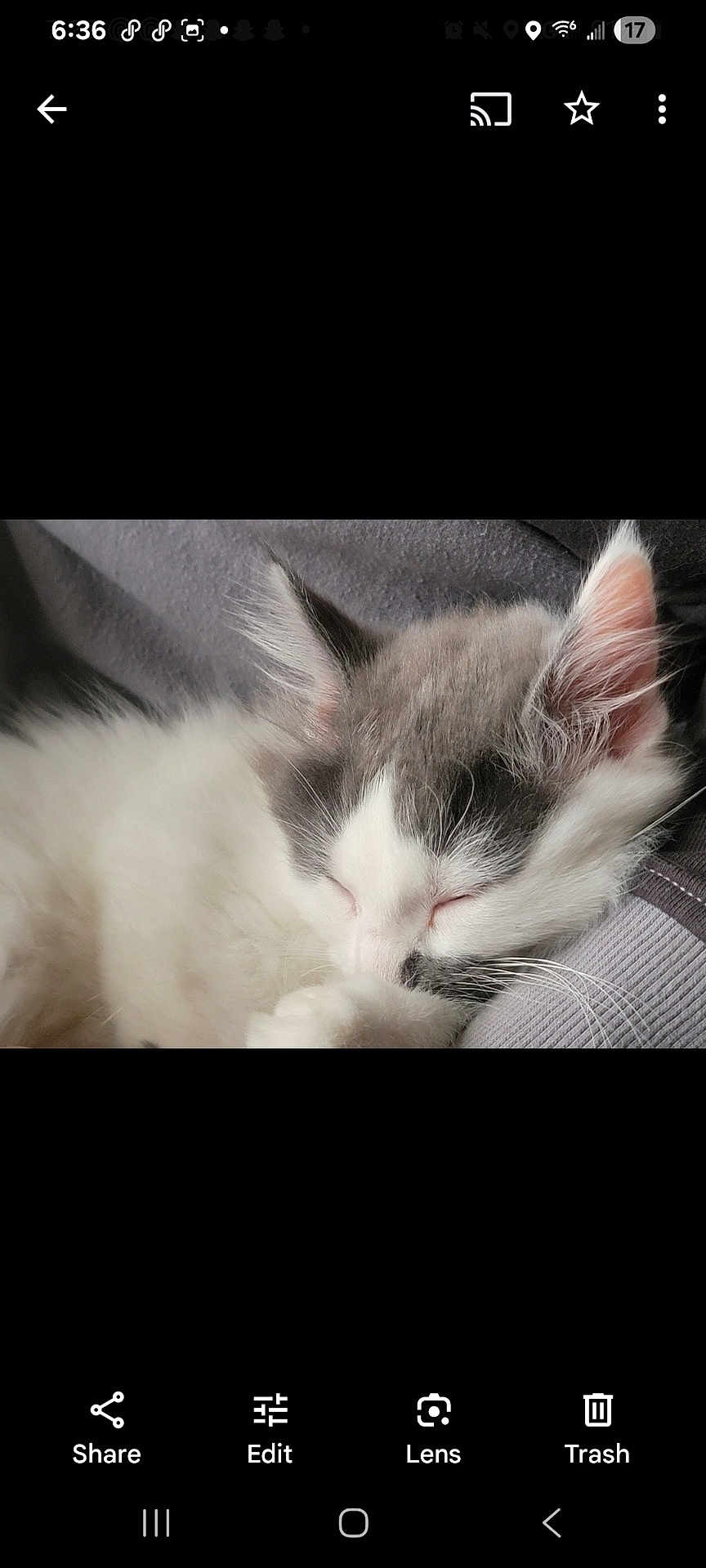 Kitty