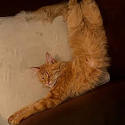 Waldo a rejoint le concours — aidez-le/la à gagner de superbes lots ! cat, orange_cat, fluffy, sleeping, relaxed, stretching, indoor, couch, furniture, pet, whiskers, ears, paw, fur, cozy, resting, domestic_animal, mammal, cute, lazy