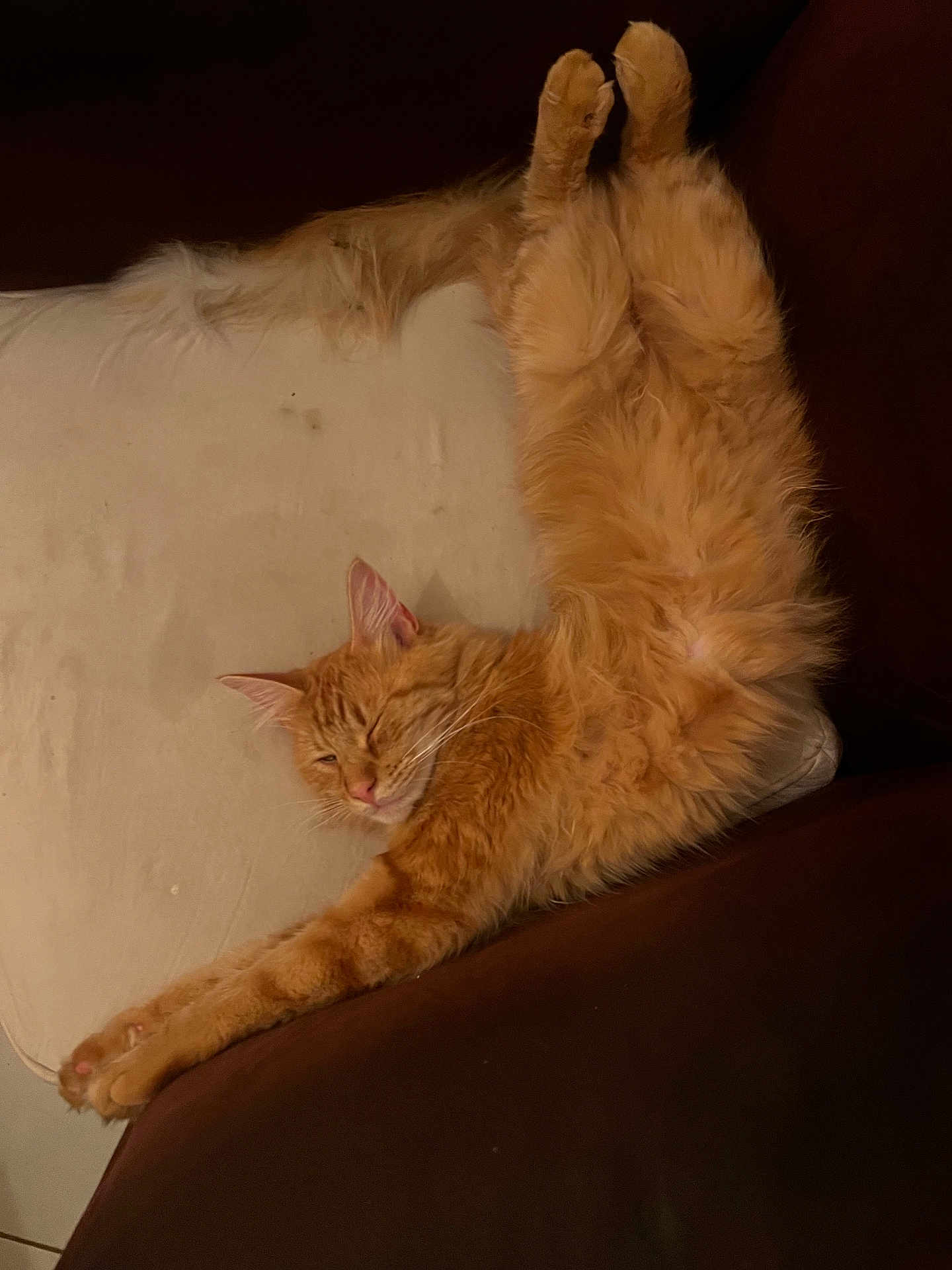 Waldo a rejoint le concours — aidez-le/la à gagner de superbes lots ! cat, orange_cat, fluffy, sleeping, relaxed, stretching, indoor, couch, furniture, pet, whiskers, ears, paw, fur, cozy, resting, domestic_animal, mammal, cute, lazy