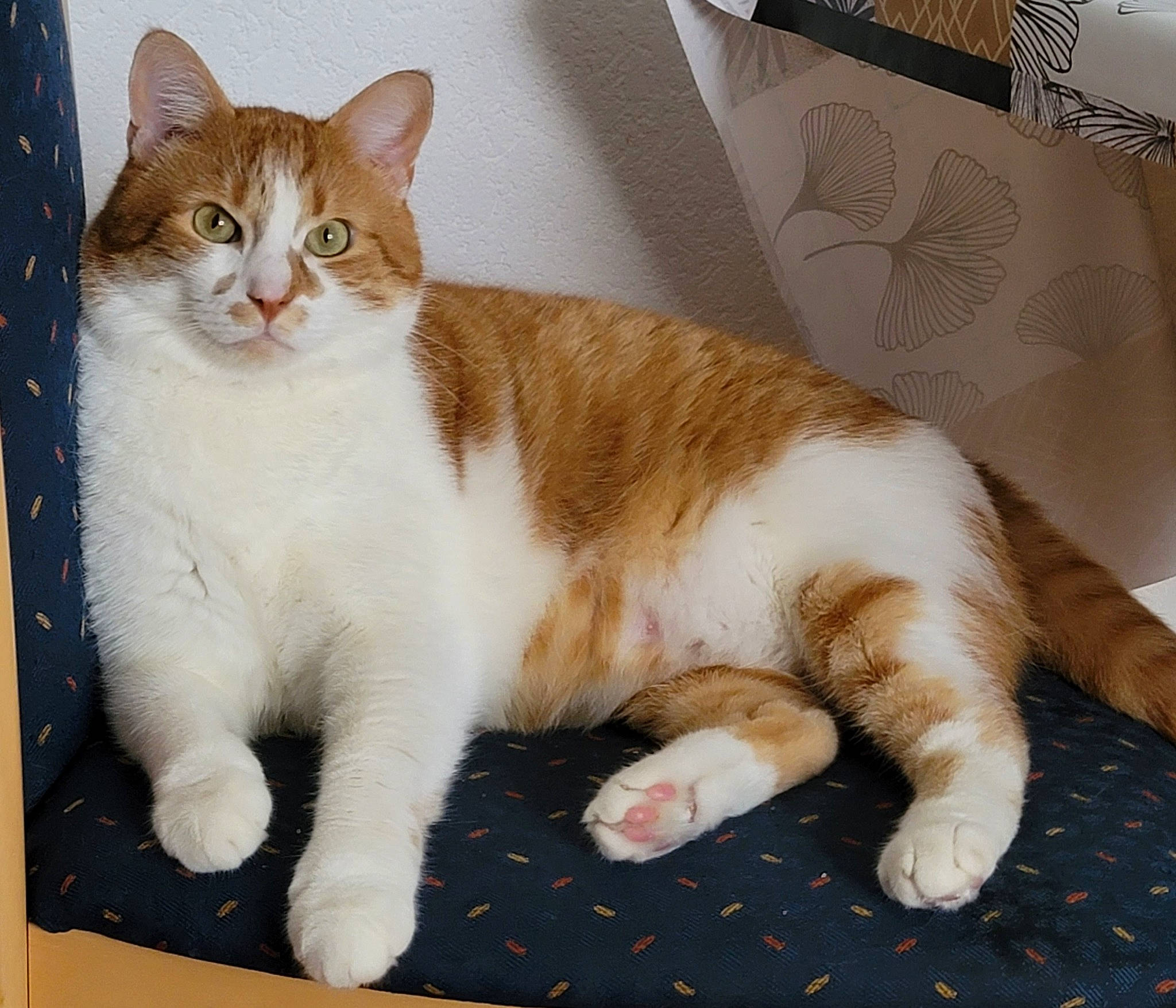 Biscuit participe au concours pour gagner de l'argent avec cette photo : carnivore, cat, comfort, domestic_short_haired_cat, fawn, felidae, fur, paw, rectangle, small_to_medium_sized_cats, snout, tail, terrestrial_animal, whiskers, window