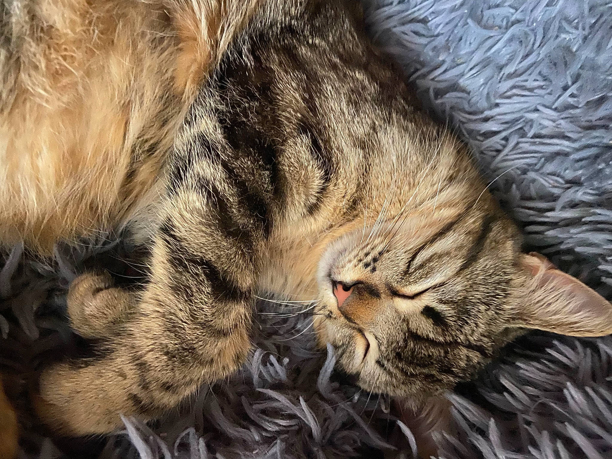 Brooklyn participe au concours pour gagner de l'argent avec cette photo : carnivore, cat, claw, close_up, comfort, domestic_short_haired_cat, fawn, felidae, fur, nap, pattern, paw, sleep, small_to_medium_sized_cats, snout, tail, terrestrial_animal, whiskers, wildlife, wood