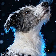 Mina a rejoint le concours — aidez-le/la à gagner de superbes lots ! animal, black_and_white, breath, canine, closeup, cold, dog, fluffy, frost, fur, harness, looking_up, muzzle, night, outdoor, pet, snow, snowfall, snowflake, winter