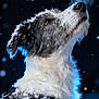animal, black_and_white, breath, canine, closeup, cold, dog, fluffy, frost, fur, harness, looking_up, muzzle, night, outdoor, pet, snow, snowfall, snowflake, winter