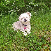 Sultan participe au concours pour gagner de l'argent avec cette photo : animal, canine, collar, cute, dog, fluffy, fur, grass, greenery, meadow, nature, outdoor, peaceful, pet, relaxed, sitting, small_dog, sunlight, tag, wildflowers