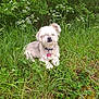 animal, canine, collar, cute, dog, fluffy, fur, grass, greenery, meadow, nature, outdoor, peaceful, pet, relaxed, sitting, small_dog, sunlight, tag, wildflowers
