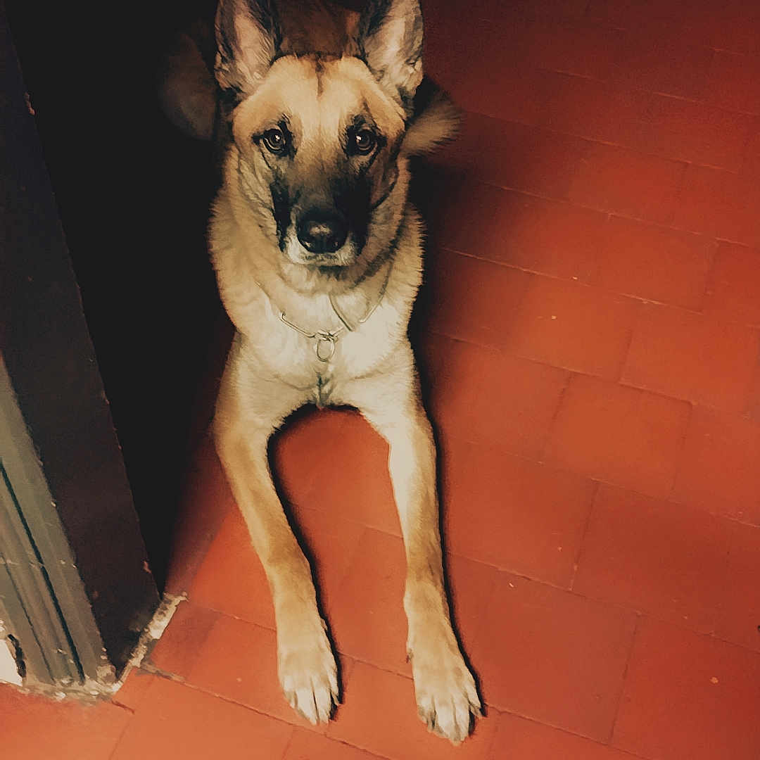 Tao a rejoint le concours — aidez-le/la à gagner de superbes lots ! animal, boxer, bulldog, canine, dog, flagstone, frenchbulldog, germanshepherd, hardwood, hound, husky, path, pet, pitbull, policedog, pug, puppy, tile, walkway, wood