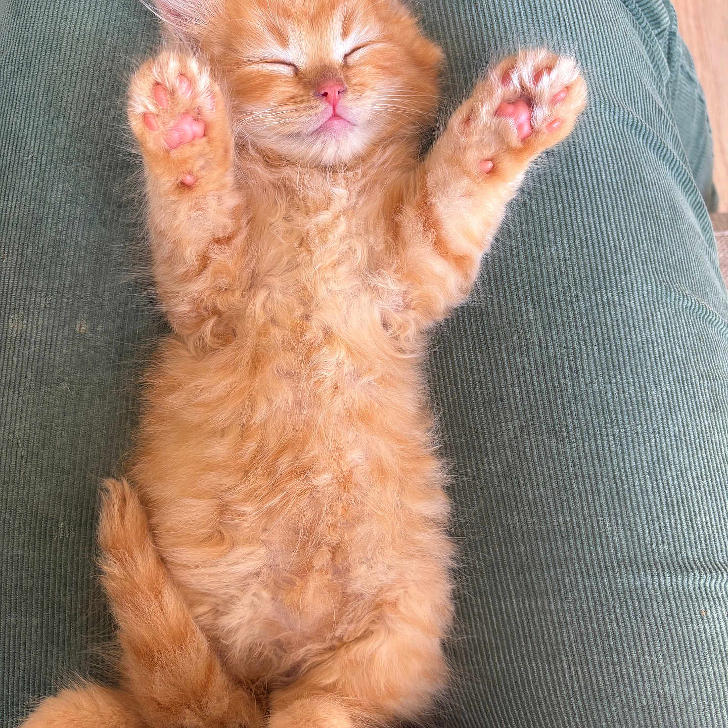 Biscuit is registered to the contest to win money with this photo: abyssinian, angora, animal, armchair, bodypart, cat, chair, couch, cushion, electronics, finger, furniture, hand, homedecor, kitten, manx, mouth, person, pet, sleeping