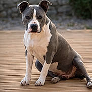 Jouck a rejoint le concours — aidez-le/la à gagner de superbes lots ! dog, pit_bull, sitting, wooden_deck, outdoor, gray_coat, white_coat, pet, canine, animal, portrait, ears, paws, fur, looking, nature, garden, stone_wall, daylight, focused