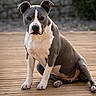 dog, pit_bull, sitting, wooden_deck, outdoor, gray_coat, white_coat, pet, canine, animal, portrait, ears, paws, fur, looking, nature, garden, stone_wall, daylight, focused