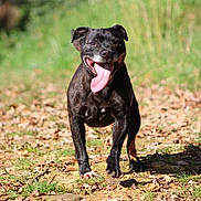 Muffin participe au concours pour gagner de l'argent avec cette photo : animal, black_dog, canine, daylight, dog, ears, four_legs, grass, happy, leaves, muzzle, nature, outdoor, pet, playful, running, summer, sunlight, tongue_out, walking