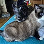 animal_companions, black, blanket, blue, brown, cat, comfort, cozy, curious, dog, fireplace, furry, home, indoor, pet, resting, warmth, white, wood, wood_floor