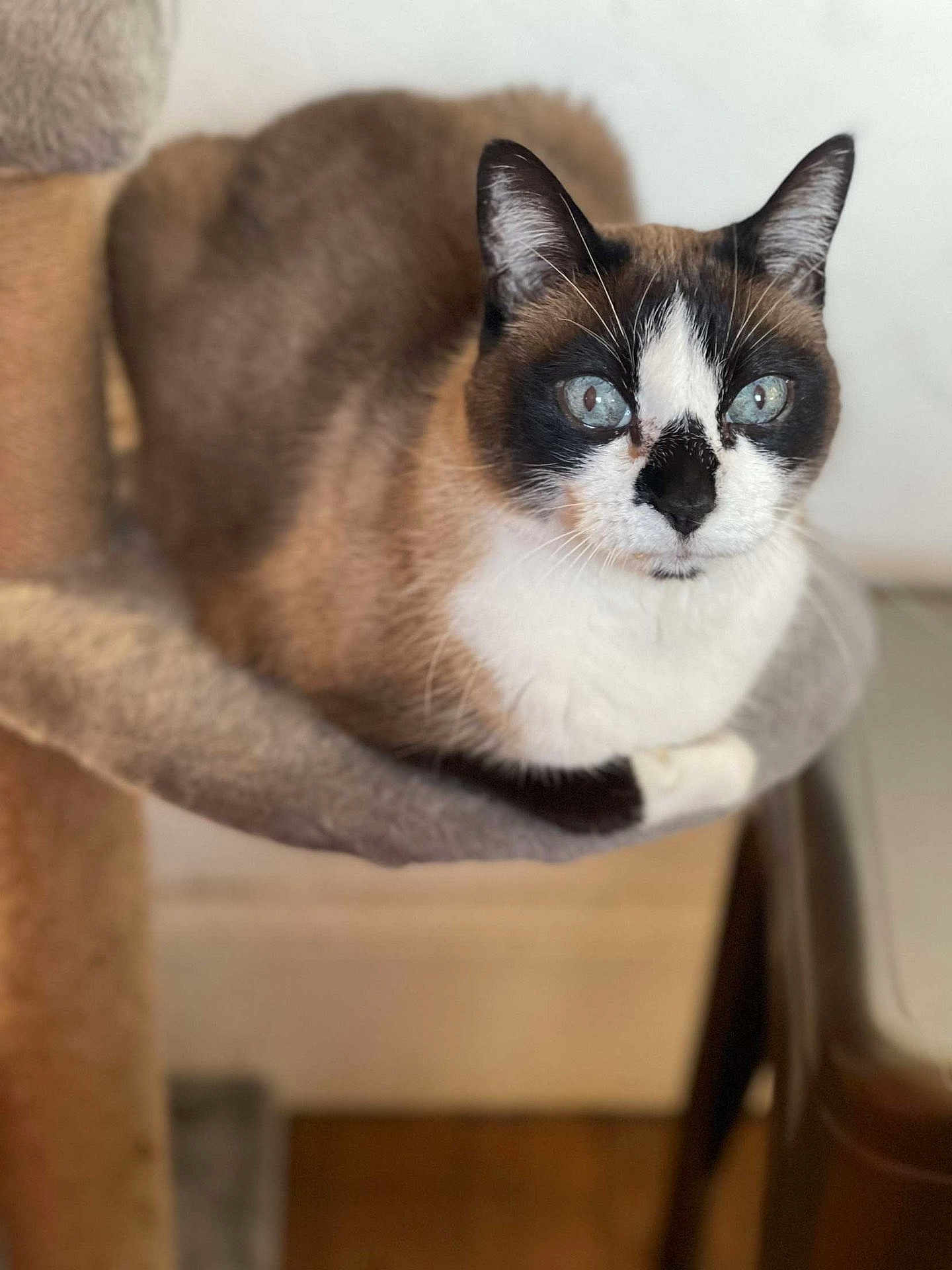 Enola participe au concours pour gagner de l'argent avec cette photo : animal, animal_face, animal_portrait, blue_eyes, cat, cat_perch, close_up, cute, domestic_animal, feline, fur, house_pet, indoor, looking, pet, relaxed, resting, siamese_cat, soft_texture, whiskers