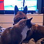 animal, back_view, bed, blanket, cat, companion, cozy, dog, domestic, evening, furniture, home, indoor, living_room, pet, quiet, relaxation, soft_lighting, television, watching