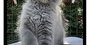 Aiko participe au concours pour gagner de l'argent avec cette photo : cat, maine_coon, kitten, gray_cat, fluffy, paw, outdoor, garden, greenery, curious, cute, pet, feline, young_cat, playful, animal, nature, portrait, fur, whiskers