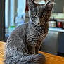 Aiko participe au concours pour gagner de l'argent avec cette photo : cat, gray_cat, fluffy, sitting, wooden_table, indoor, pet, feline, fur, ears, tail, home, kitchen, domestic_animal, animal, cute, portrait, soft_light, curious, calm