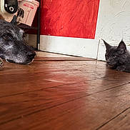 Aiko participe au concours pour gagner de l'argent avec cette photo : dog, kitten, wooden_floor, pet, animal, indoor, curious, resting, brown, gray, close_up, face, ears, toy, wall, red_wall, white_wall, floor, furniture, domestic