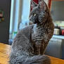 cat, gray_cat, fluffy, feline, pet, indoor, wooden_table, profile_view, long_fur, domestic_cat, sitting, looking_away, animal, mammal, cute, home, cozy, blurred_background, natural_light, ears