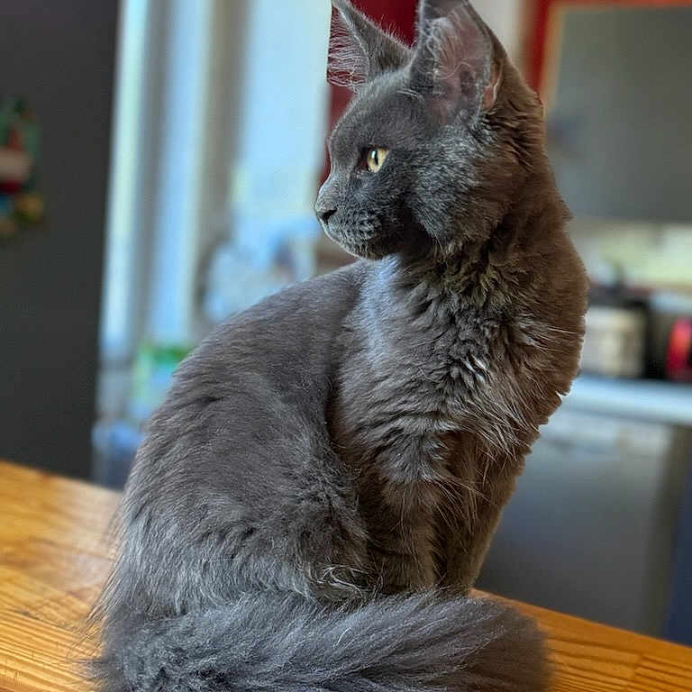 Aiko participe au concours pour gagner de l'argent avec cette photo : animal, blurred_background, cat, cozy, cute, domestic_cat, ears, feline, fluffy, gray_cat, home, indoor, long_fur, looking_away, mammal, natural_light, pet, profile_view, sitting, wooden_table