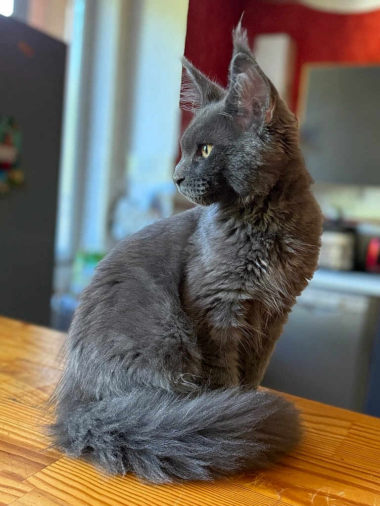 Aiko participe au concours pour gagner de l'argent avec cette photo : cat, gray_cat, fluffy, feline, pet, indoor, wooden_table, profile_view, long_fur, domestic_cat, sitting, looking_away, animal, mammal, cute, home, cozy, blurred_background, natural_light, ears
