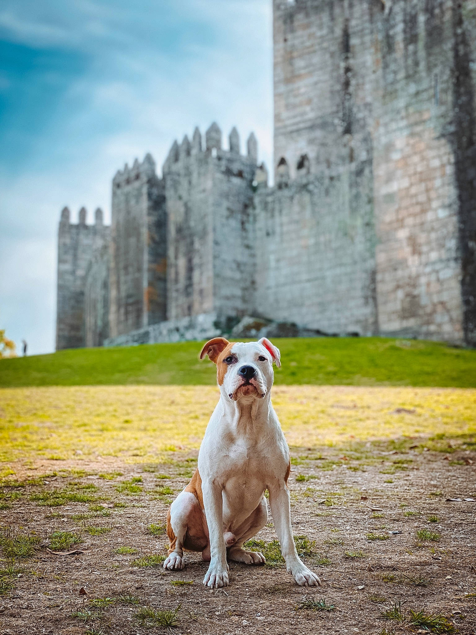 Fox a rejoint le concours — aidez-le/la à gagner de superbes lots ! building, canidae, carnivore, city, cloud, companion_dog, dog, dog_breed, dog_collar, fawn, grass, landscape, leisure, plant, sighthound, sitting, sky, sporting_group, tail, tree