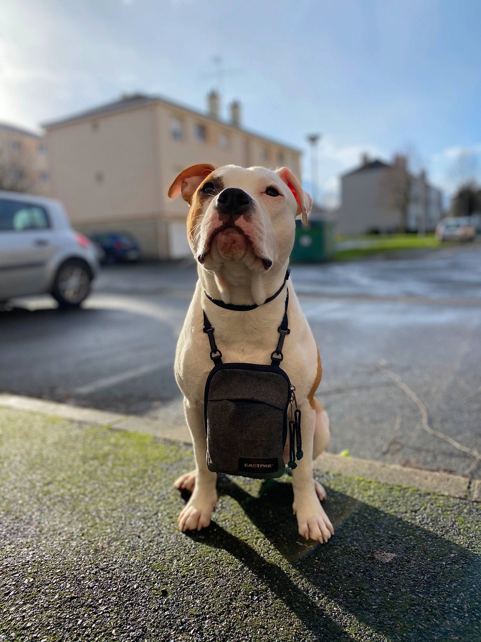Fox a rejoint le concours — aidez-le/la à gagner de superbes lots ! bulldog, carnivore, cloud, collar, companion_dog, dog, dog_breed, dog_clothes, dog_collar, fawn, grass, leash, pet_supply, road_surface, sky, snout, tire, wheel, window, working_animal