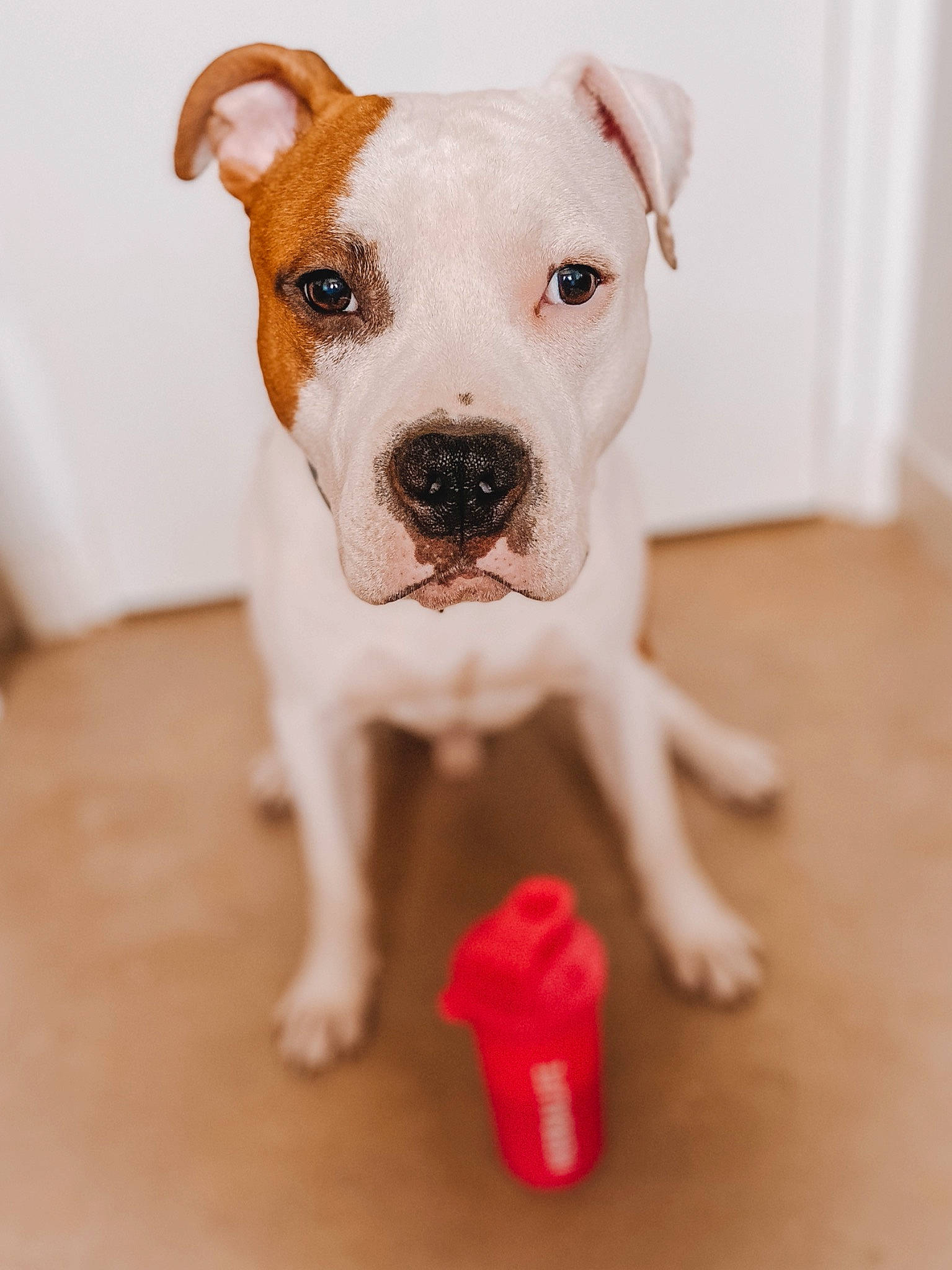 Fox a rejoint le concours — aidez-le/la à gagner de superbes lots ! carmine, carnivore, collar, companion_dog, coquelicot, dishware, dog, dog_breed, dog_clothes, dog_collar, flooring, fur, hardwood, non_sporting_group, pet_supply, toy_dog, whiskers, wood, working_animal, working_dog