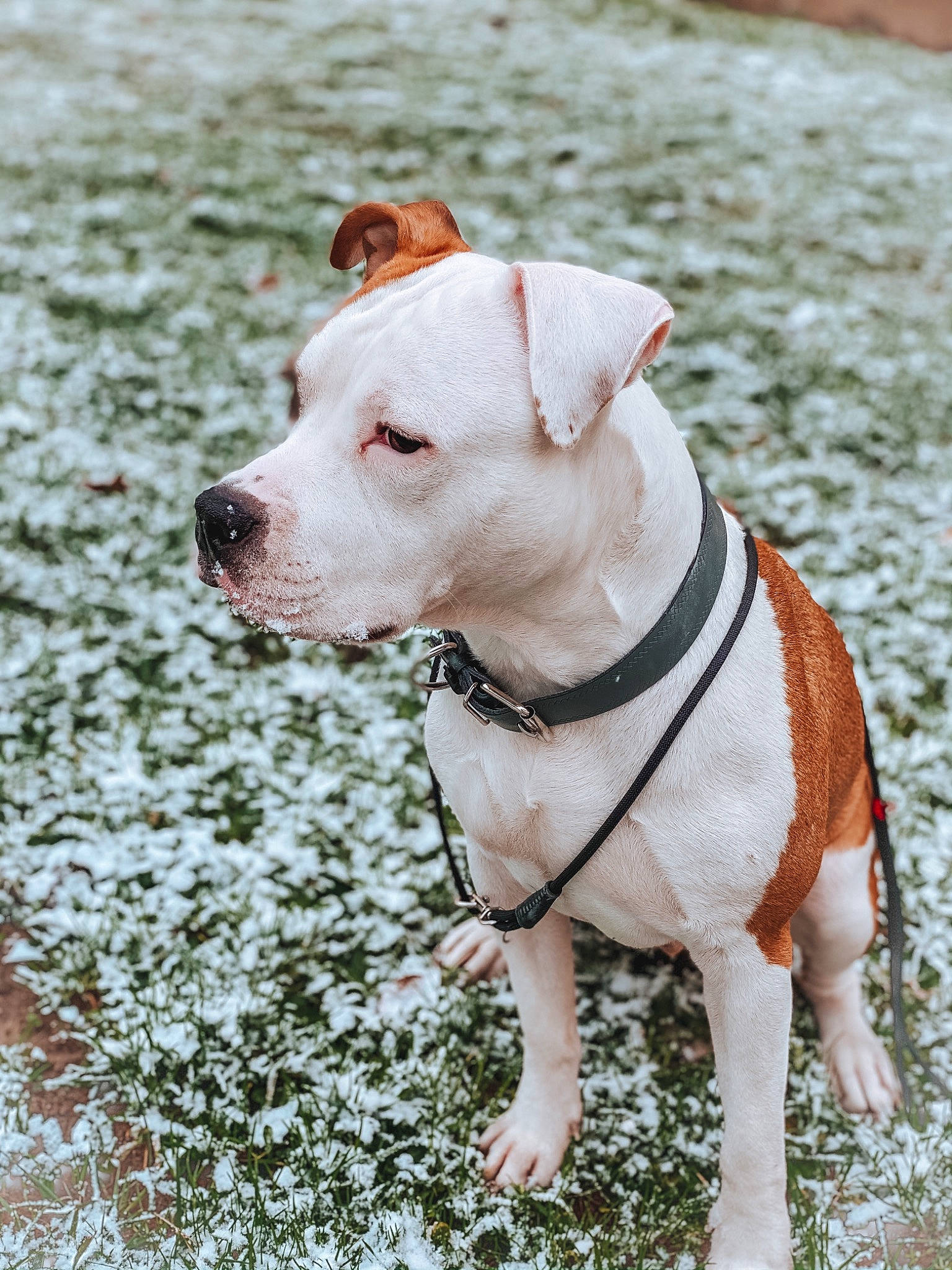 Fox a rejoint le concours — aidez-le/la à gagner de superbes lots ! canidae, carnivore, collar, companion_dog, dog, dog_breed, dog_clothes, dog_collar, dog_supply, dogo_guatemalteco, fashion_accessory, fawn, grass, happy, leash, pet_supply, snout, sporting_group, terrestrial_animal, working_animal