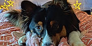 Vaiko participe au concours pour gagner de l'argent avec cette photo : bed, black_fur, blanket, brown_markings, close_up, comfort, cozy, cute, decor, dog, fairy_lights, indoor, pet, plush_toy, relaxed, resting, soft_texture, star_lights, warm_lighting, white_paws