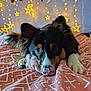 bed, black_fur, blanket, brown_markings, close_up, comfort, cozy, cute, decor, dog, fairy_lights, indoor, pet, plush_toy, relaxed, resting, soft_texture, star_lights, warm_lighting, white_paws