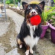 Vaiko a rejoint le concours — aidez-le/la à gagner de superbes lots ! animal, ball, dog, ears, face, fence, fur, garden, greenery, mouth, nature, outdoor, pet, playful, potted_plants, red_ball, sitting, stone_path, toy, wet
