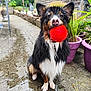animal, ball, dog, ears, face, fence, fur, garden, greenery, mouth, nature, outdoor, pet, playful, potted_plants, red_ball, sitting, stone_path, toy, wet