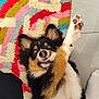 Vaiko a rejoint le concours — aidez-le/la à gagner de superbes lots ! closeup, colorful, cute, dog, ears, floor, fur, happy, indoor, lying_down, nose, patterned, paw, pet, playful, rug, smile, teeth, tongue, tricolor