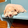 animal, bench, cozy, cute, dog, floor, fur, home, indoor, light_blue, nose, paw, pet, puppy, quiet, relaxing, resting, sleeping, wooden_bench, young_dog
