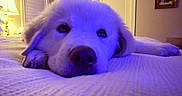 Bettyspaghetitheyeti is registered to the contest to win money with this photo: bed, bedroom, close_up, comfort, cozy, cute, decor, dog, furniture, home, indoor, lamp, lying_down, mirror, pet, puppy, relaxed, resting, soft_lighting, white_fur