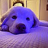 bed, bedroom, close_up, comfort, cozy, cute, decor, dog, furniture, home, indoor, lamp, lying_down, mirror, pet, puppy, relaxed, resting, soft_lighting, white_fur