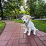animal, calm, collar, curious, cute, dog, grass, greenery, nature, outdoor, park, pathway, pet, puppy, residential, sidewalk, small, sunlight, trees, young