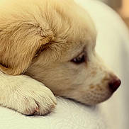 Bettyspaghetitheyeti joined the competition — help win amazing prizes! adorable, animal, calm, close_up, cute, dog, fur, golden_retriever, indoor, nostalgic, paw, pet, portrait, puppy, resting, side_view, sleepy, soft_light, white_background, young_dog