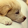 adorable, animal, calm, close_up, cute, dog, fur, golden_retriever, indoor, nostalgic, paw, pet, portrait, puppy, resting, side_view, sleepy, soft_light, white_background, young_dog
